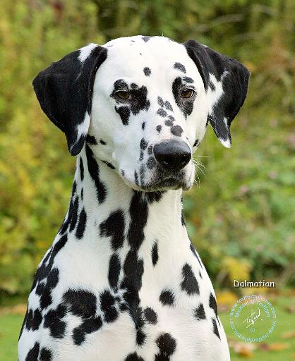 Dalmatian 9T004D-363.JPG